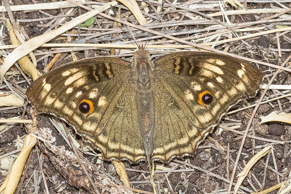 Junonia lemonias -4997