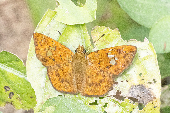 Pseudocoladenia eacus-5125