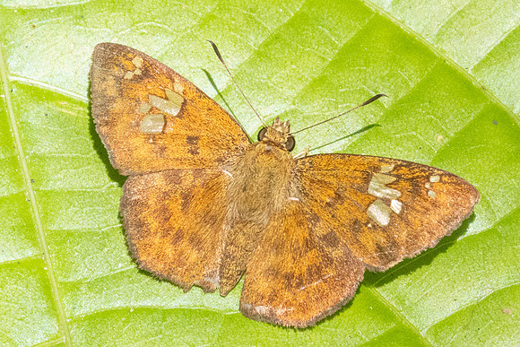 Pseudocoladenia eacus-3211