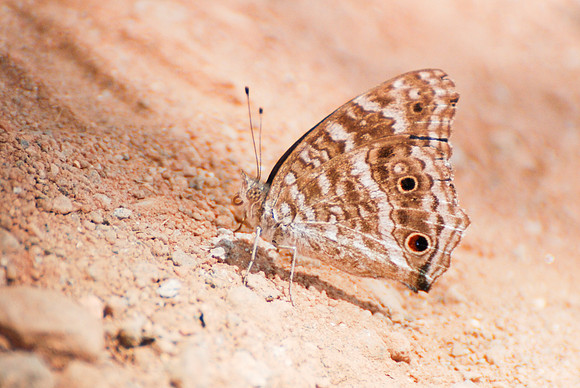 Junonia rhadama