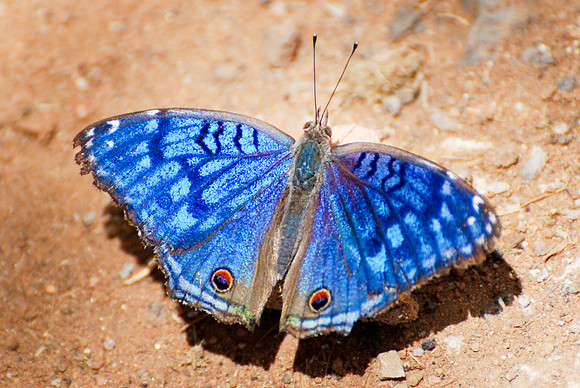 Junonia rhadama