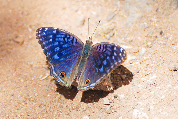 Junonia rhadama