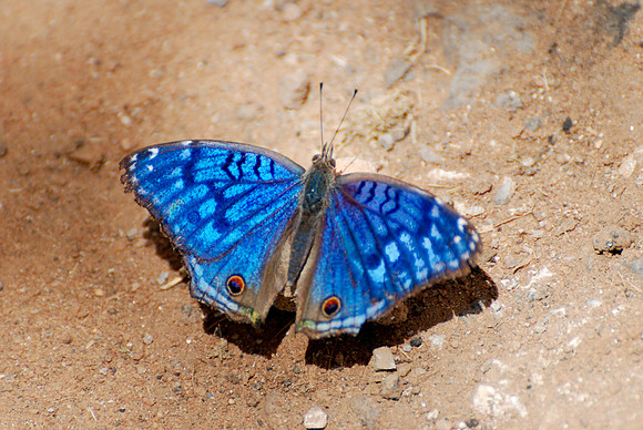 Junonia rhadama
