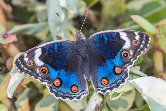 Junonia orithya-3010 - Mascate - 2/11/22