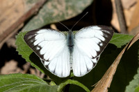 Cepora nerissa-2836
