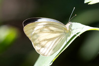 Cepora nerissa id--3191