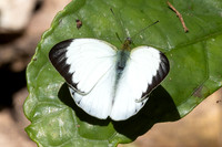 Cepora nerissa-2896