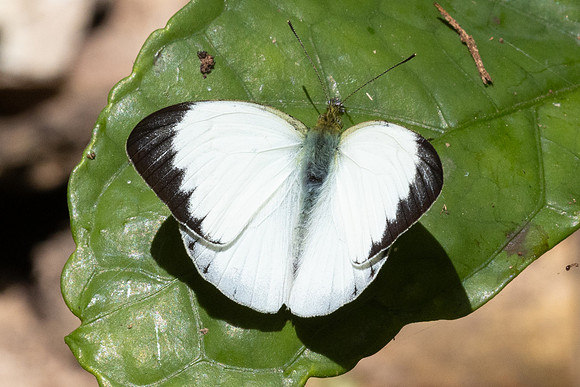 Cepora nerissa-2896