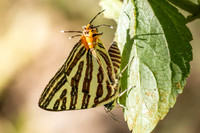 Cigaritis lohita-1095