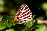 Cigaritis lohita-1002