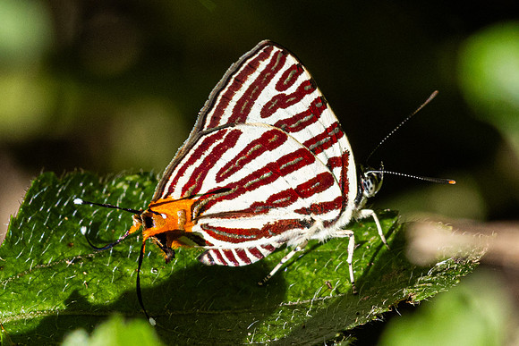 Cigaritis lohita-1002