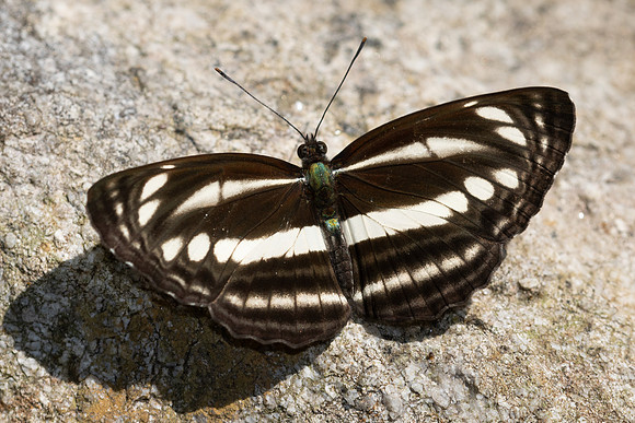 Neptis soma id--4478