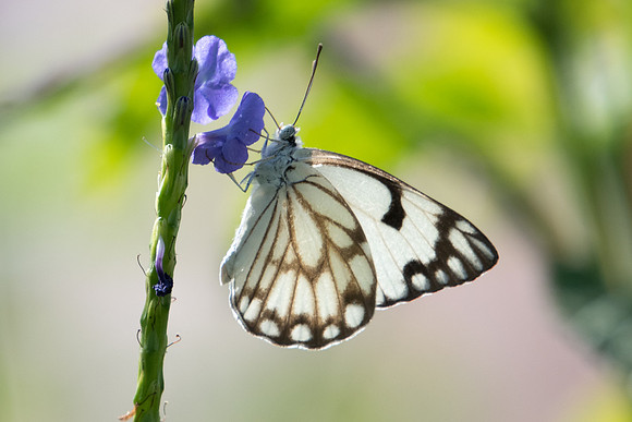 Belenois aurota-2693