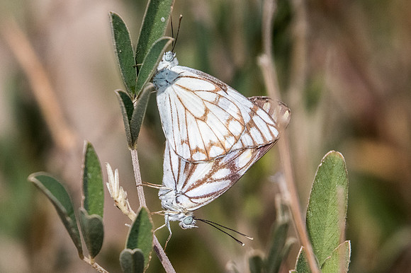Belenois aurota-3548