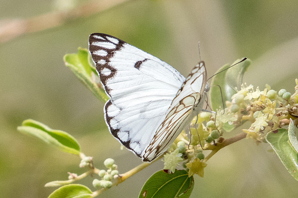 Belenois aurota-3570