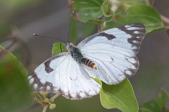 Belenois aurota-3581