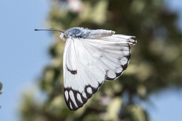 Belenois aurota-3945