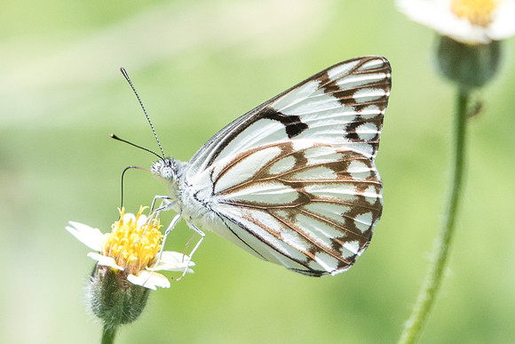 Belenois aurota-5160