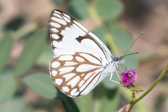 Belenois aurota-6519