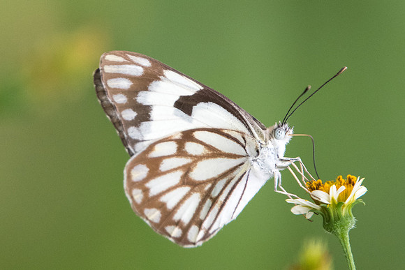 Belenois aurota-4545