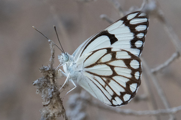 Belenois aurota-6630