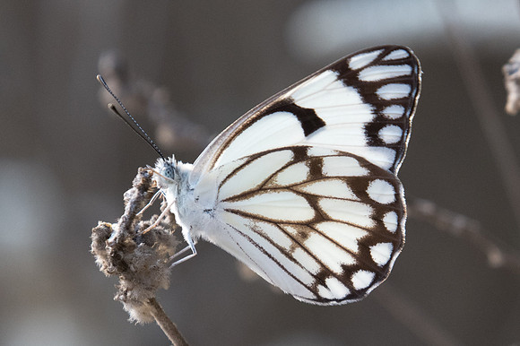 Belenois aurota-6668