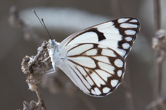 Belenois aurota-6675