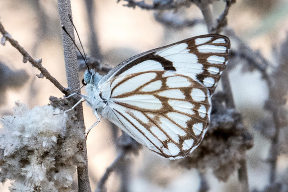 Belenois aurota-8302