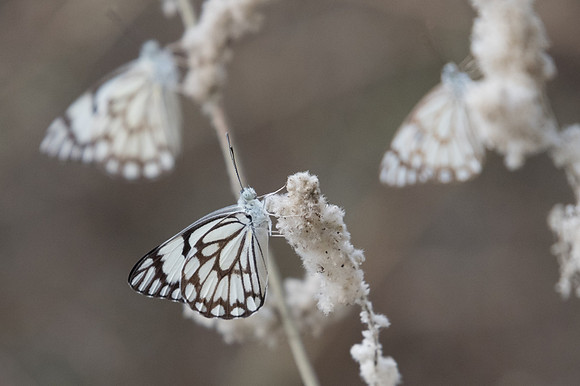 Belenois aurota-6732