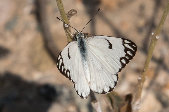 Belenois aurota-8527