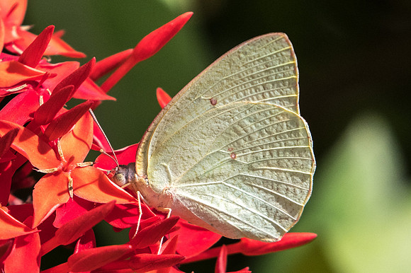 Catopsilia florella-3218
