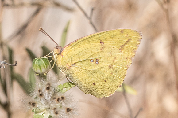 catopsilia florella-4323