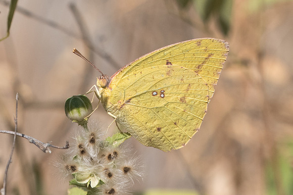 catopsilia florella-4330