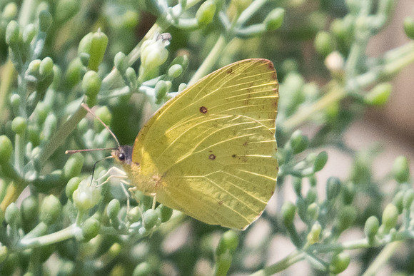 Catopsilia pomona id--4982