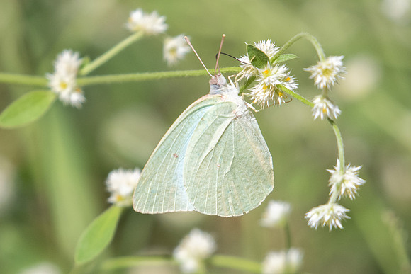 Catopsilia florella-6387