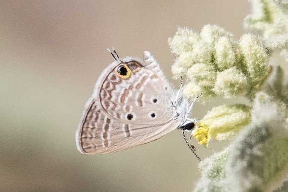 Chilades parrhasius-2872