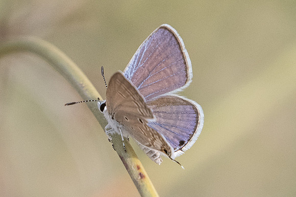 Chilades parrhasius-3759