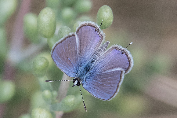 Chilades parrhasius-5233