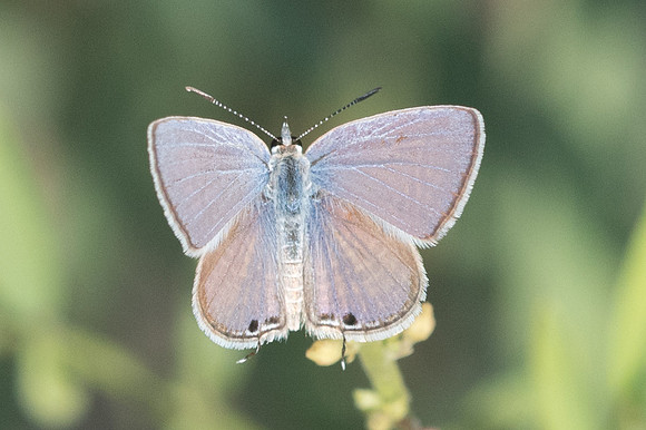 Chilades parrhasius-6263