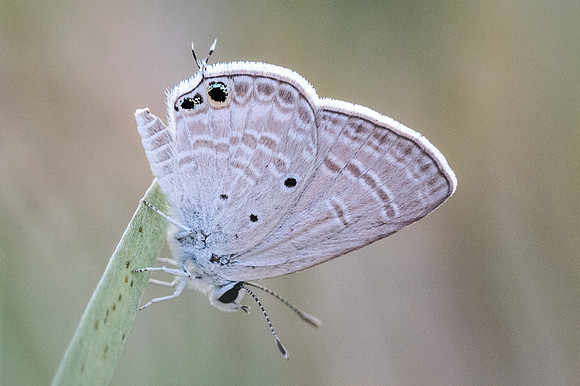 Chilades parrhasius-6292