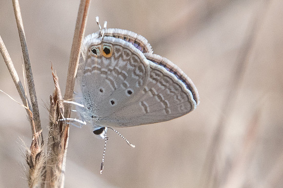 Chilades parrhasius-7522