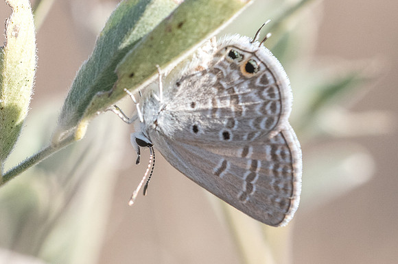 Chilades parrhasius-7724