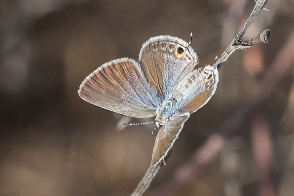 Chilades parrhasius-7748