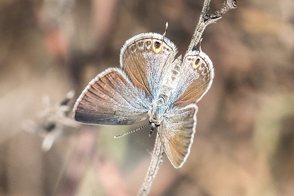 Chilades parrhasius-7749
