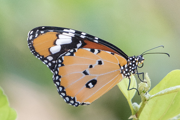 Danaus chrysippus-2854