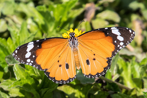 Danaus chrysippus-3233