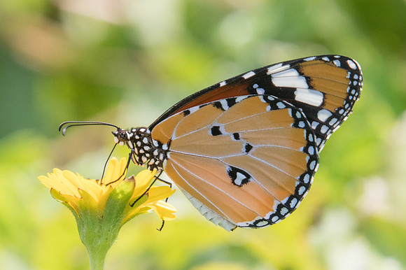 Danaus chrysippus-3243