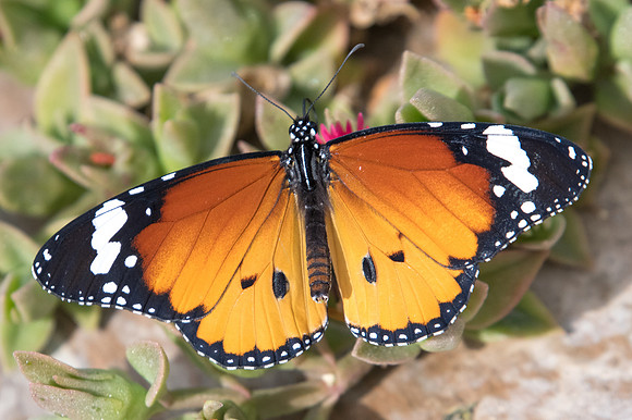 Danaus chrysippus-4509