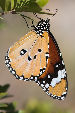 Danaus chrysippus-4583