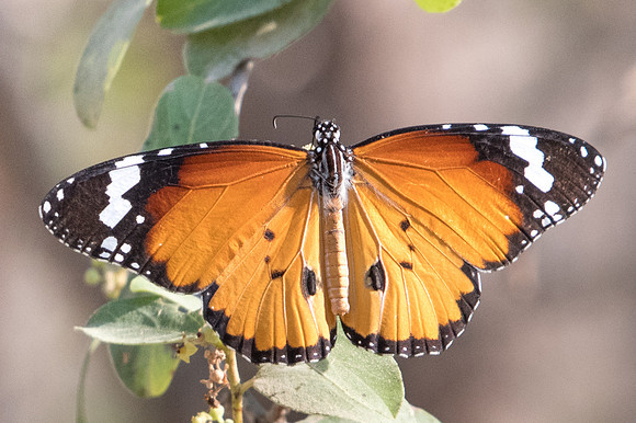 Danaus chrysippus-6677